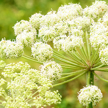 Essential Oils of Angelica Roots and Seeds