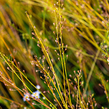 Vegetable Oil of Camelina
