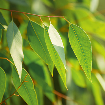 Eucalyptus Globulus Leaves Essential Oil