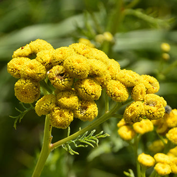 Golden Button Extract