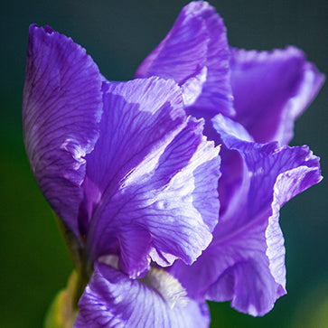 Iris Extract