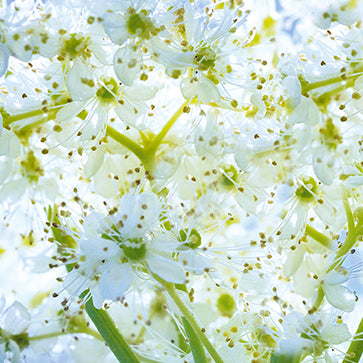 Meadowsweet Flowers Extract