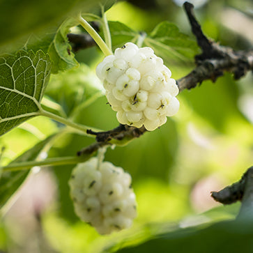 White Mulberry Extract