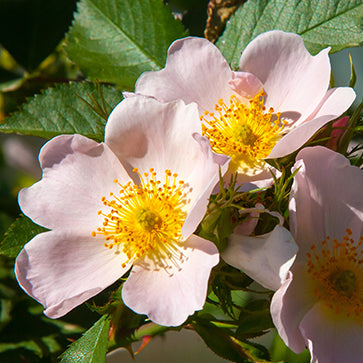 Rosehip Oil