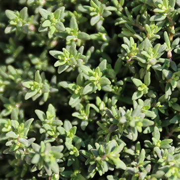 Thyme Essential Oil