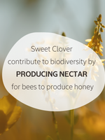 Sweet Clover Eau de Parfume