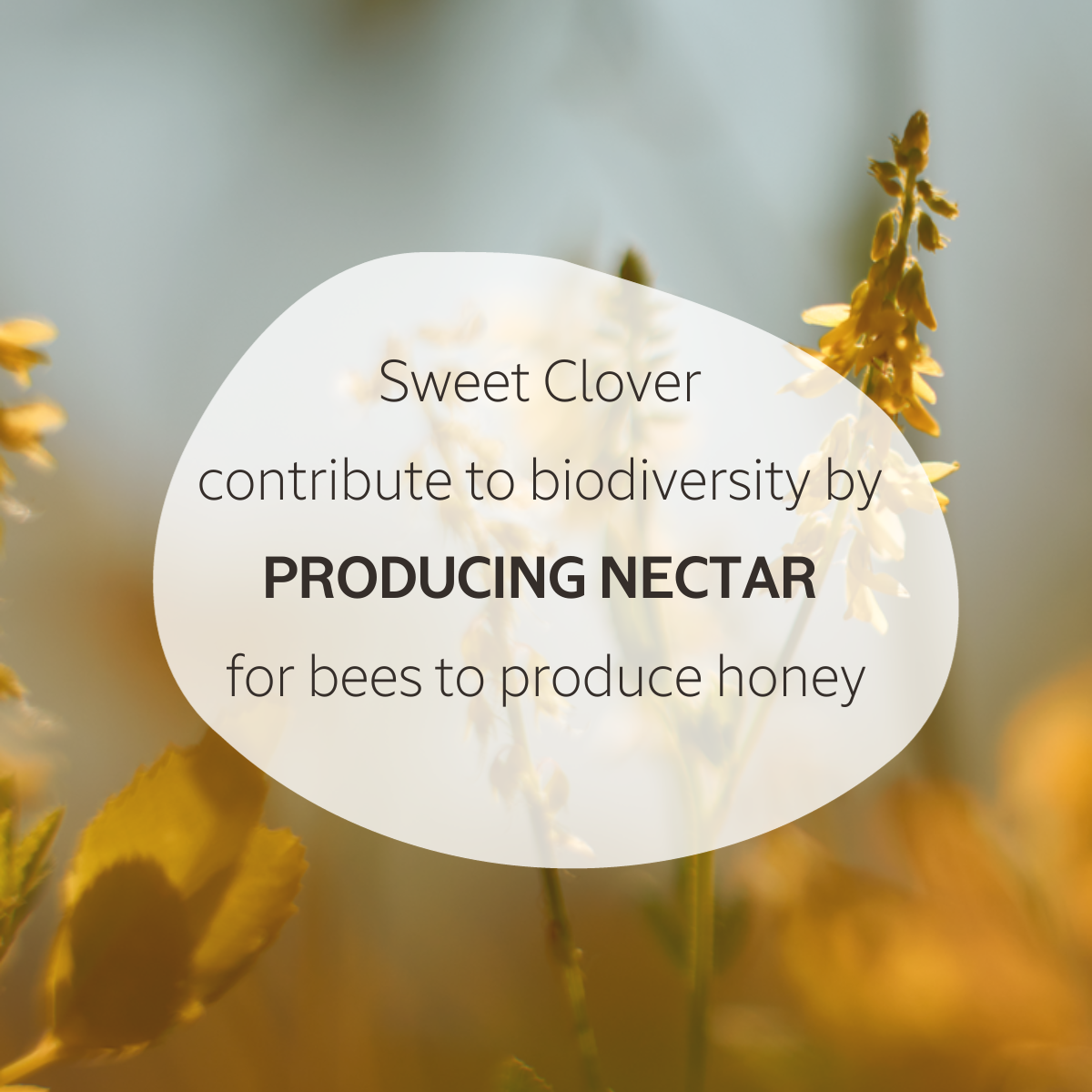 Sweet Clover Eau de Parfume