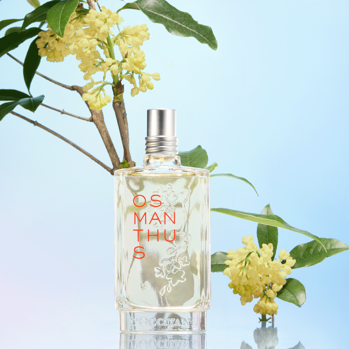 Osmanthus Eau de Toilette 75ml | Fragrance | L'Occitane Thailand