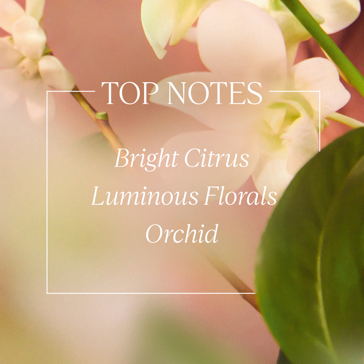 Neroli & Orchidee Eau de Toilette