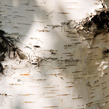 Birch Sap
