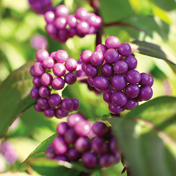 Japanese Beautyberry