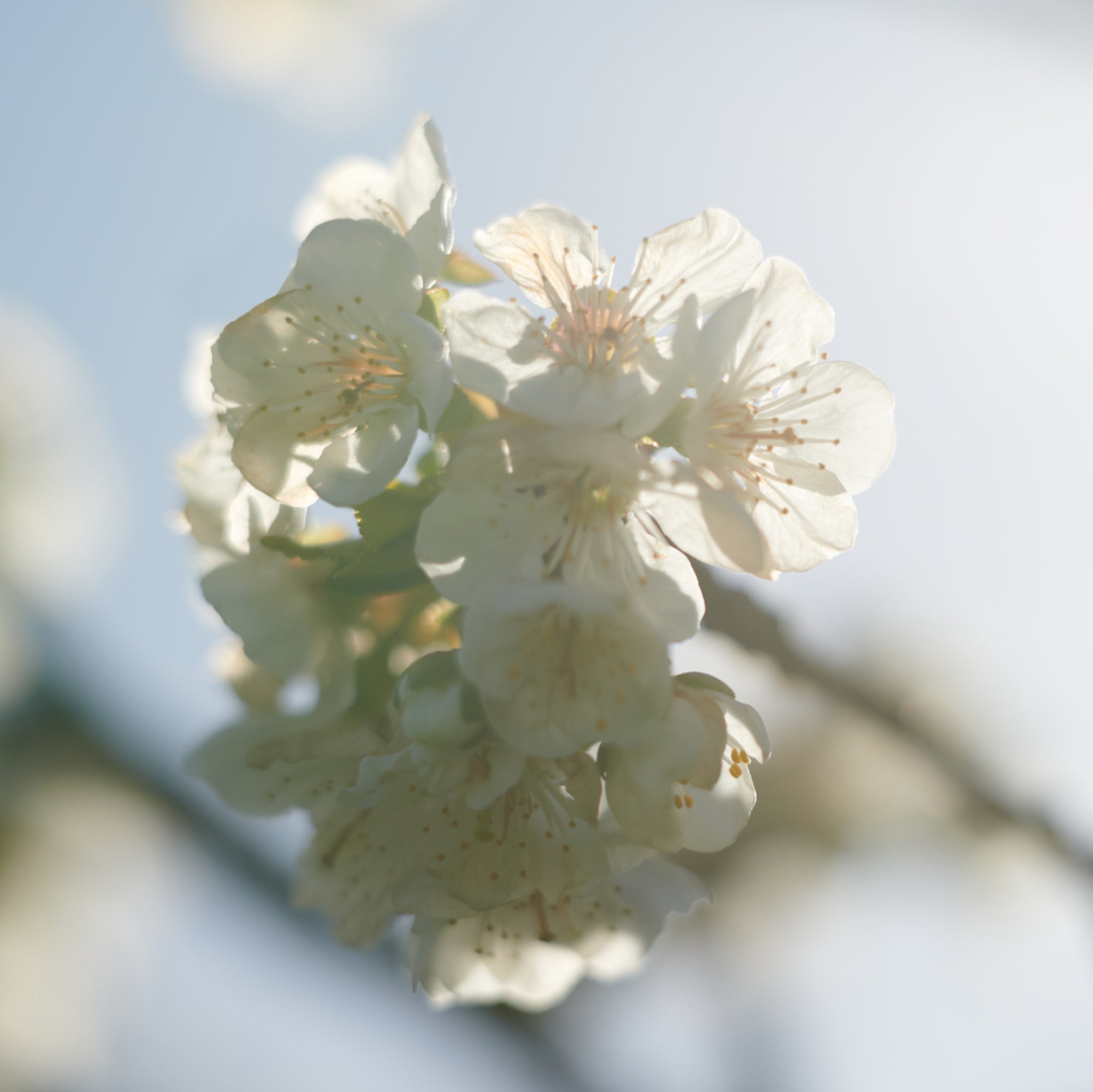 Image-text-1
