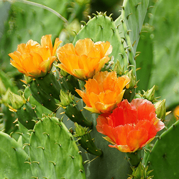 Prickly Pear Extract