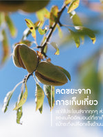 Almond Shower Oil